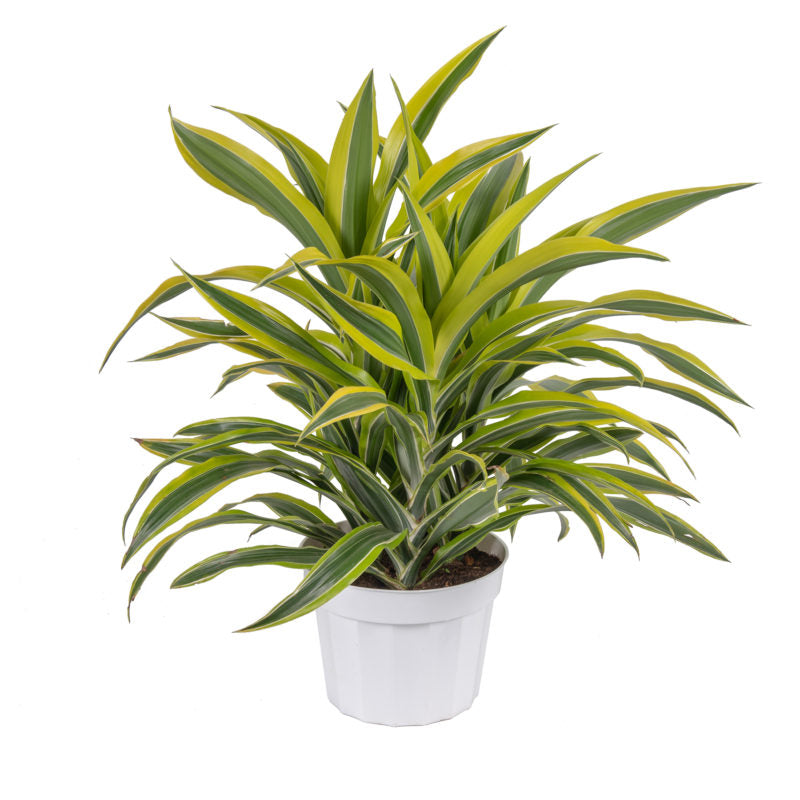 Dracaena Green Stripe | Buy Indoor Plants | Hello Plants