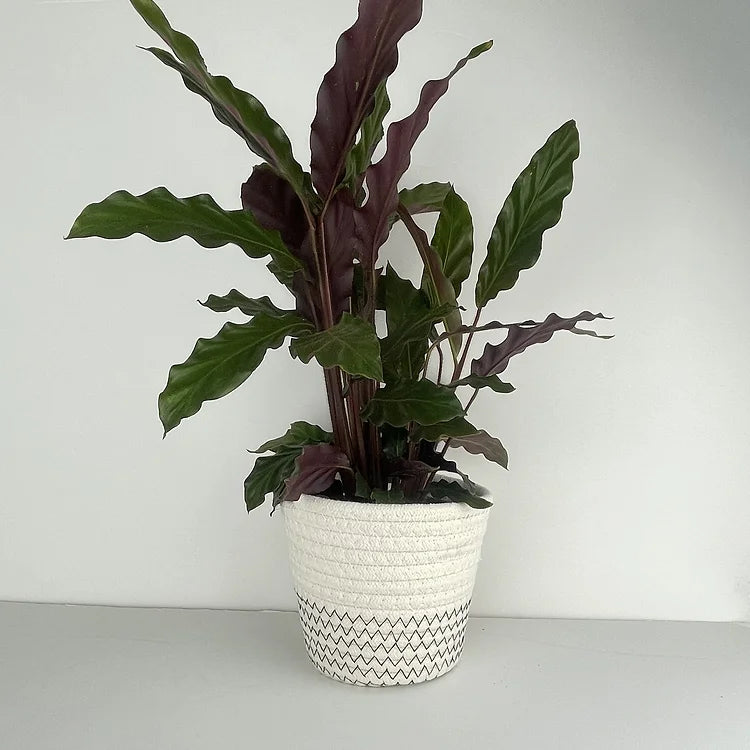 Textured Rattan Planter | Rattan Planter| Hello Plants
