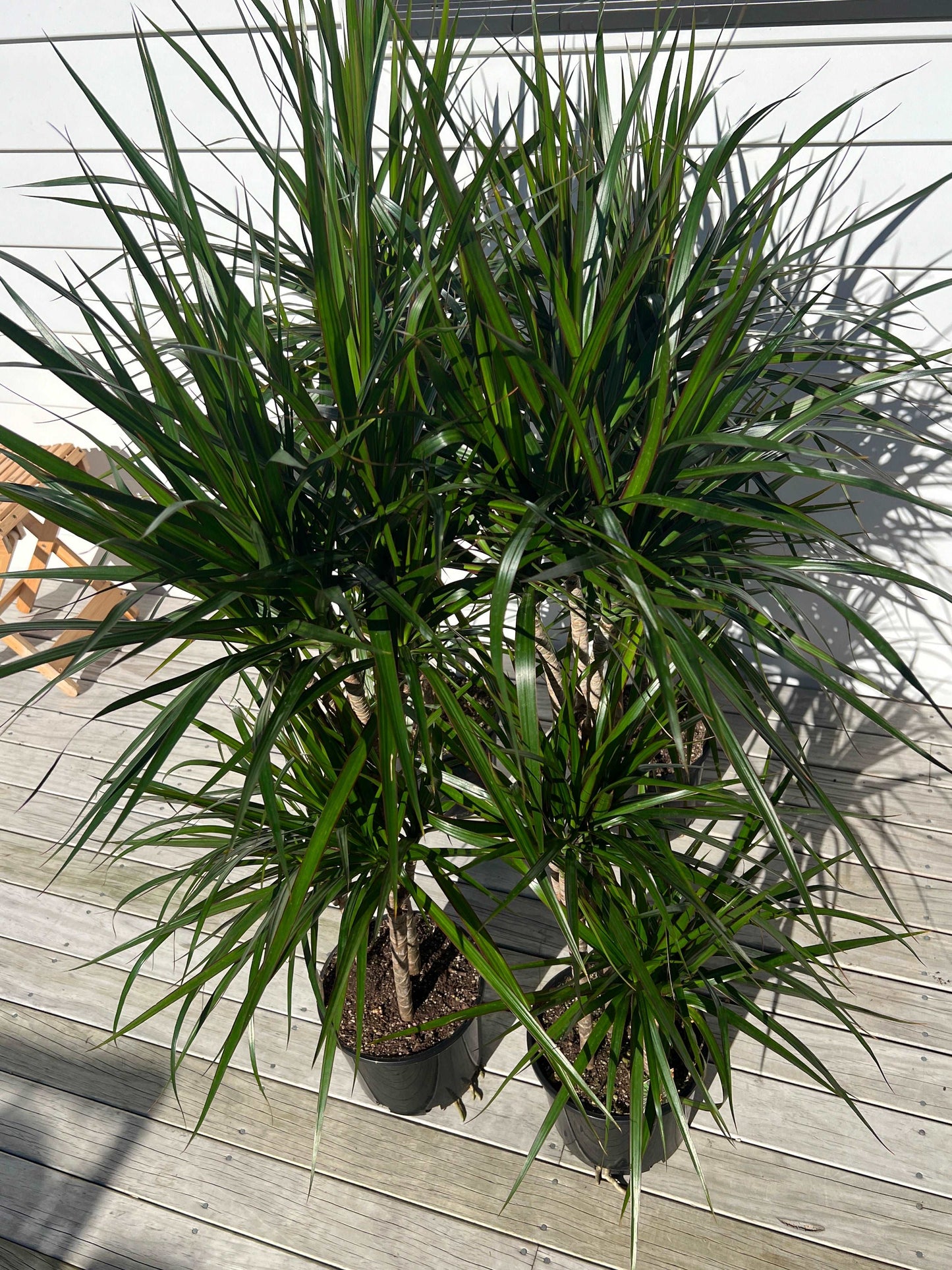 Dracaena Marginata Plant | Dracaena Marginata Triple | Hello Plants