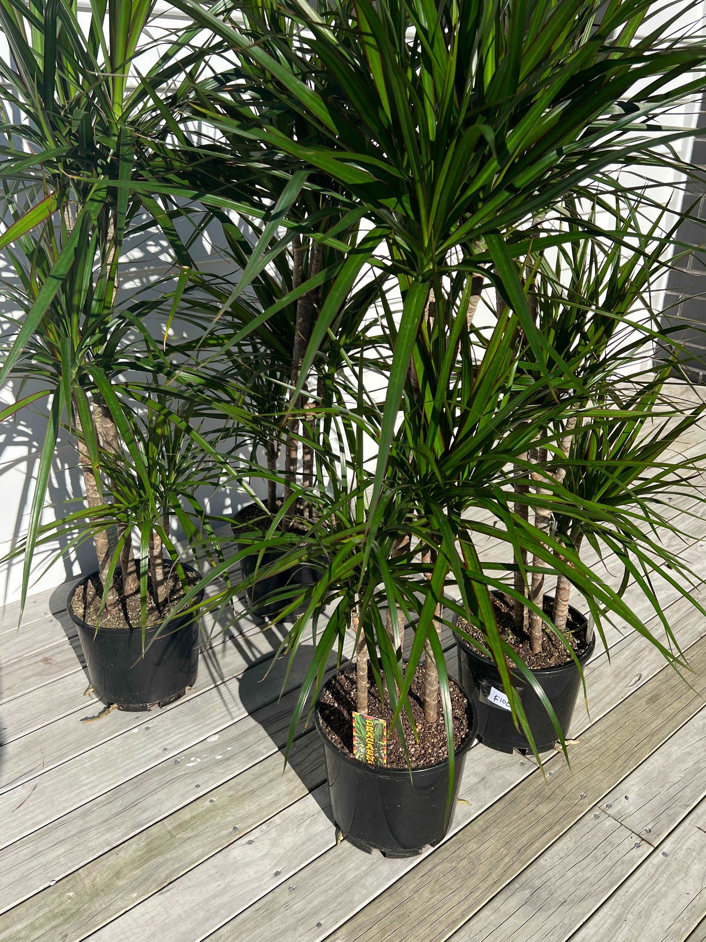 Dracaena Marginata Plant | Dracaena Marginata Triple | Hello Plants