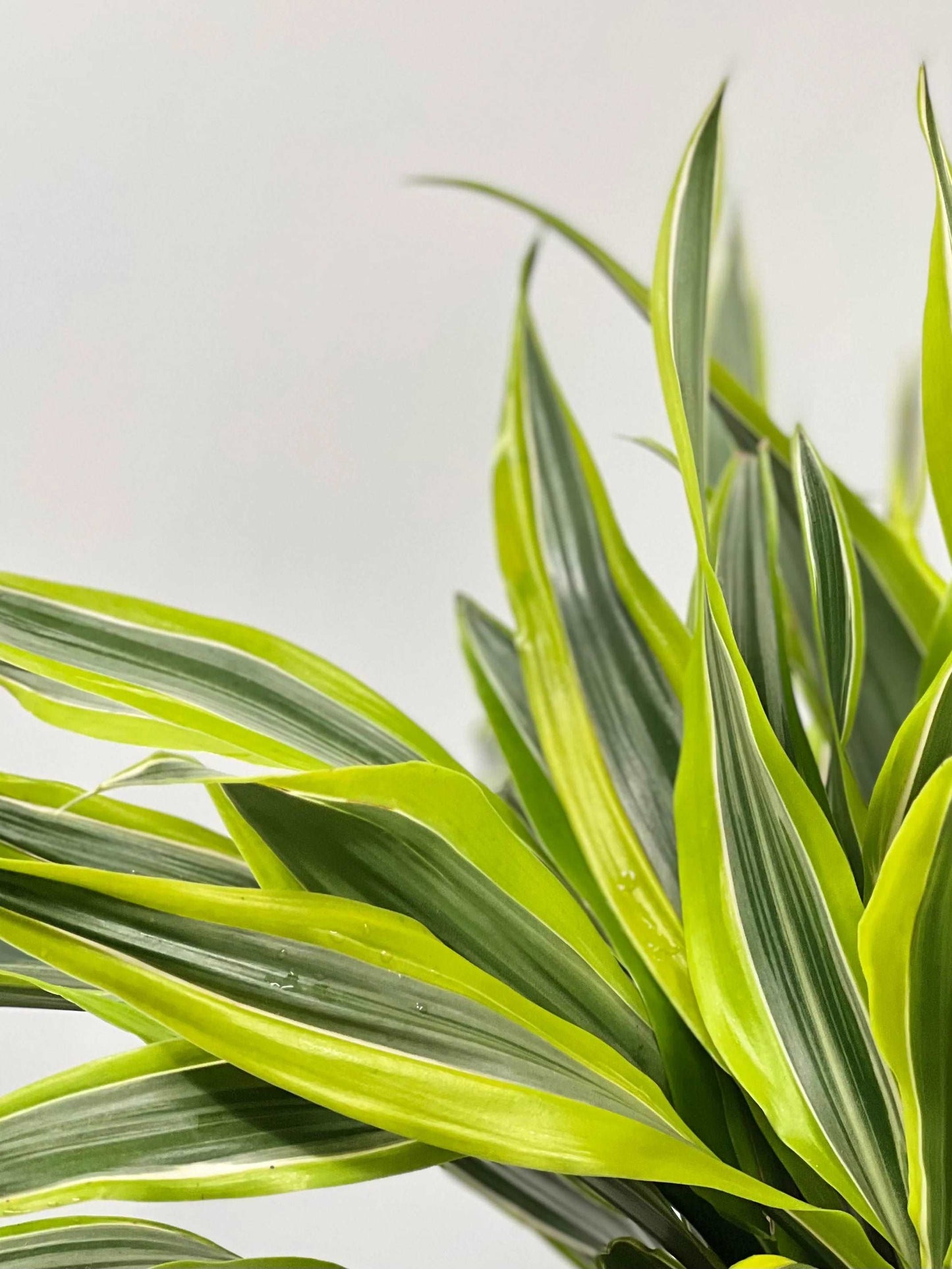 Dracaena Green Stripe Cane | Indoor Plant | Hello Plants
