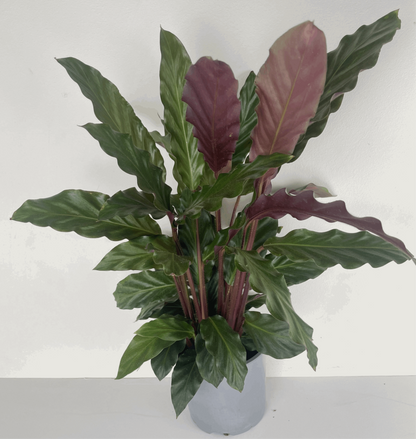 Calathea Rufibarba Plant | Calathea Rufibarba | Hello Plants