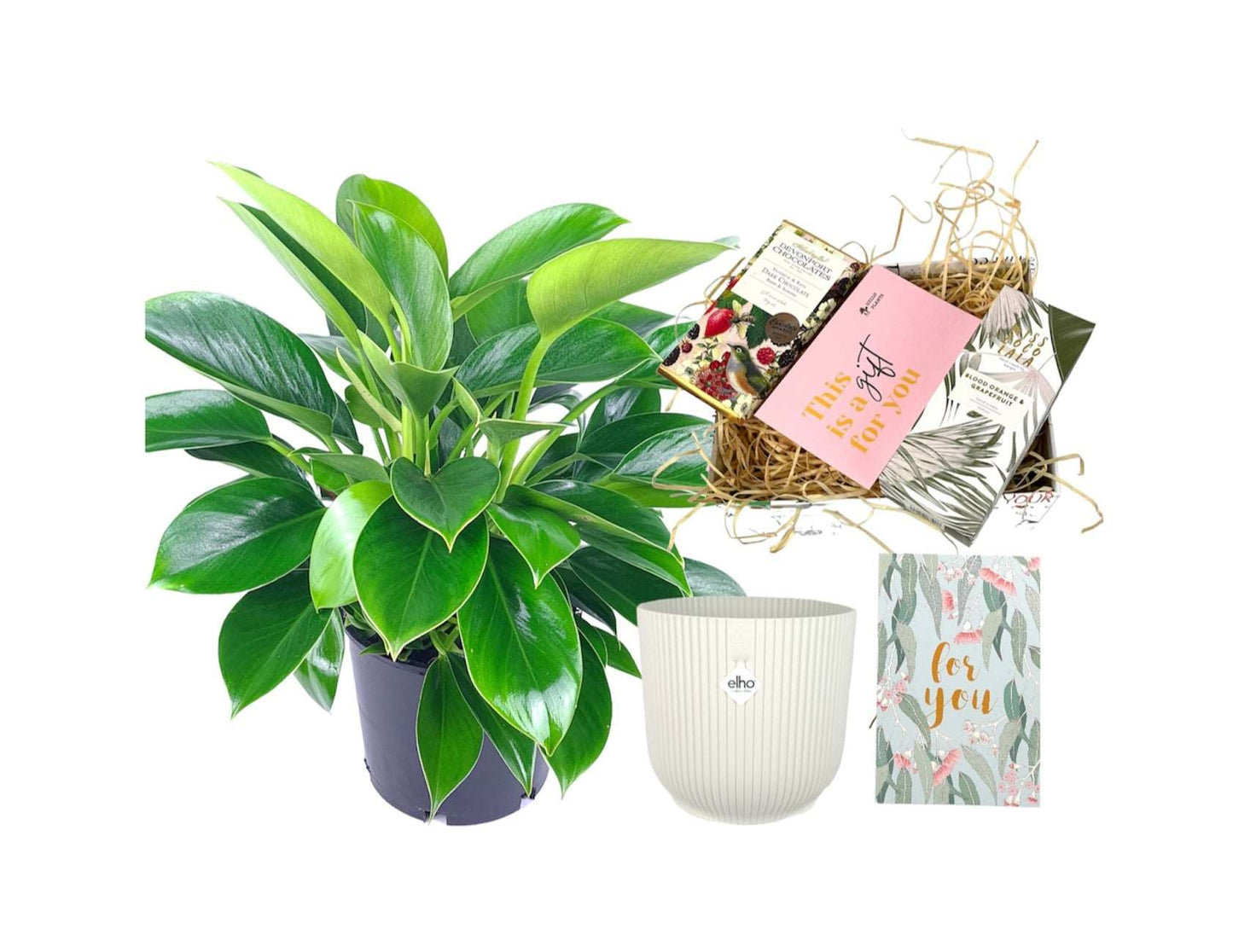 Plant Gift Box | Indoor Plant Gift Box | Hello Plants