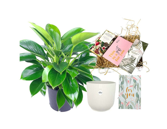 Plant Gift Box | Indoor Plant Gift Box | Hello Plants