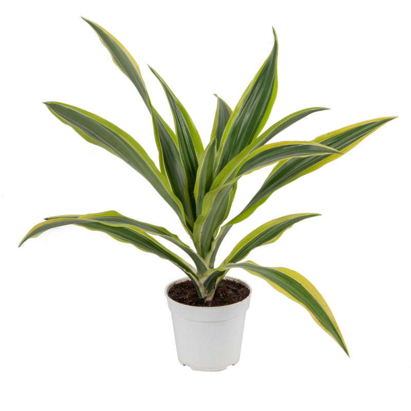 Dracaena Green Stripe Cane | Indoor Plant | Hello Plants