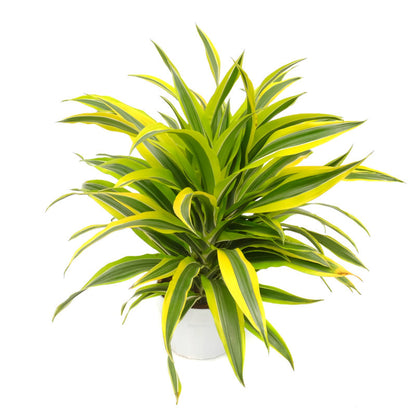 Dracaena Green Stripe Cane | Indoor Plant | Hello Plants