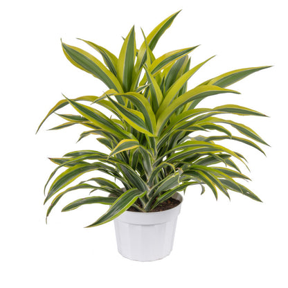 Dracaena Green Stripe | Buy Indoor Plants | Hello Plants