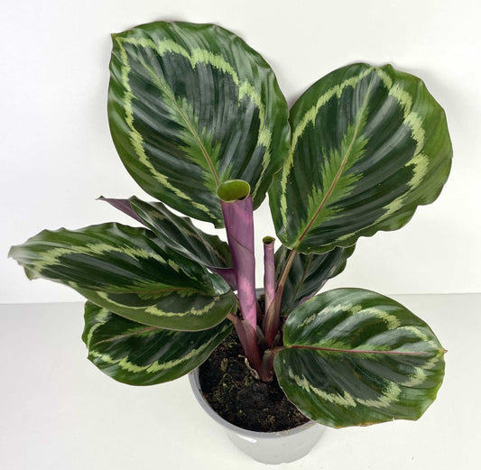 Calathea Medallion Plant | Calathea Medallion | Hello Plants