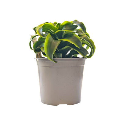 dracaena tip Dracaena Tornado Tips | Stylish Indoor Planter
