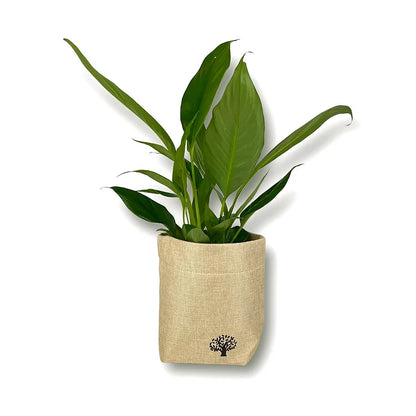 Canvas Planter Bag | Planter Bag | Hello Plants