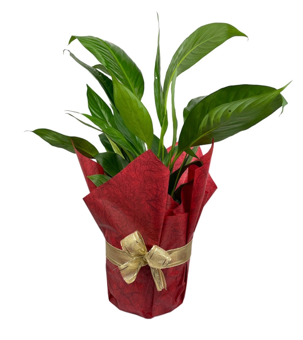 Plant Gift | Buy Plant Gift | Hello Plants