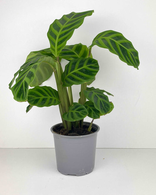 Calathea Zebrina Plant | Calathea Zebrina | Hello Plants