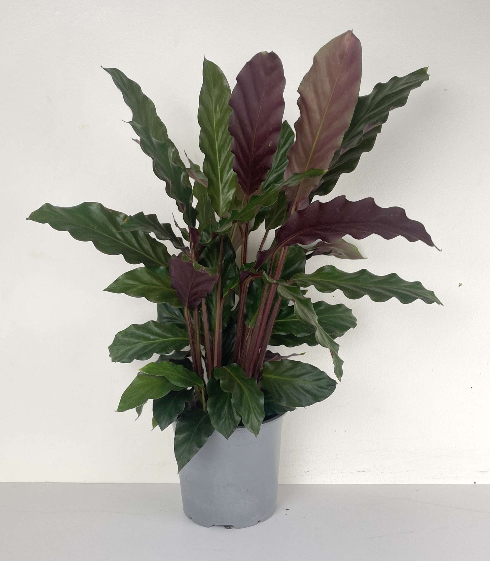 Calathea Rufibarba Plant | Calathea Rufibarba | Hello Plants