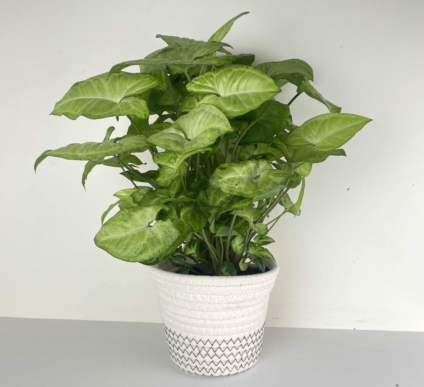 Stylish Indoor Plant | Indoor Basket Plant | Hello Plants