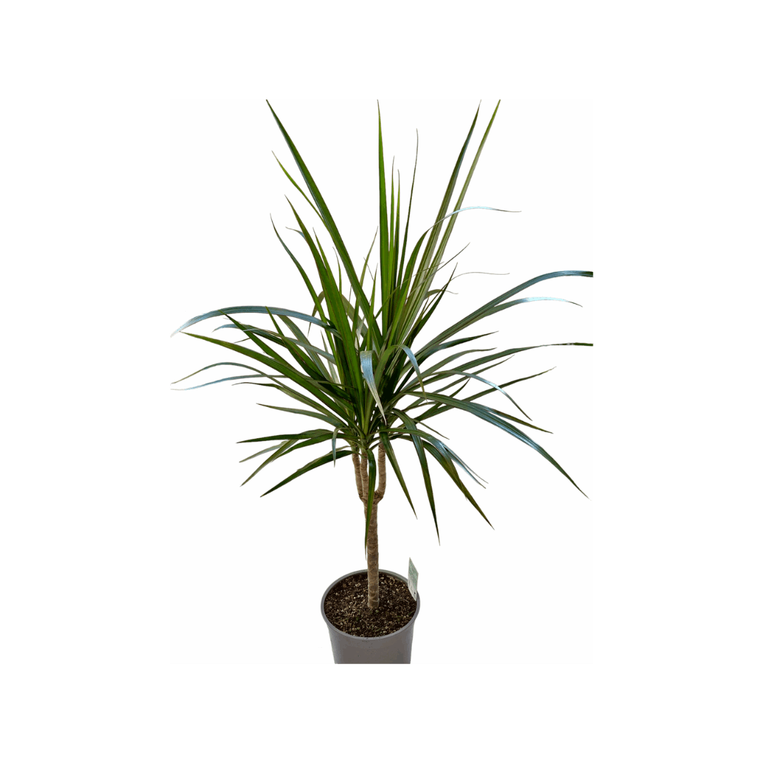 Dracaena Marginata Bicolour | Dracaena Bicolour | Hello Plants