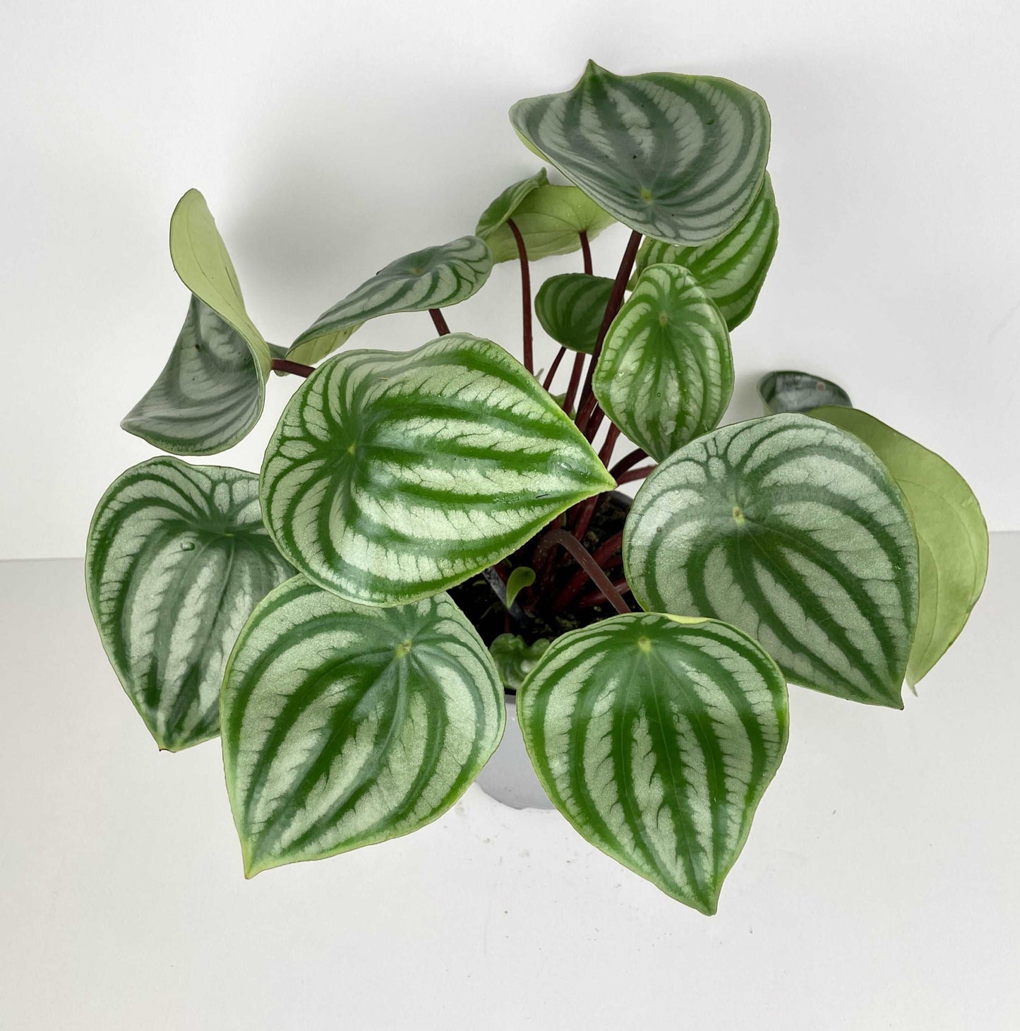 Watermelon Peperomia Plant | Indoor House Plants | Hello Plants