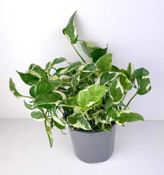 Epipremnum N Joy Plant | Epipremnum N Joy | Hello Plants