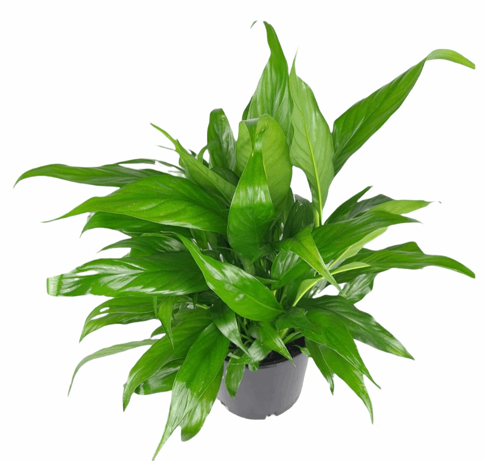 Spathiphyllum Viscount (peace lily) 17cm