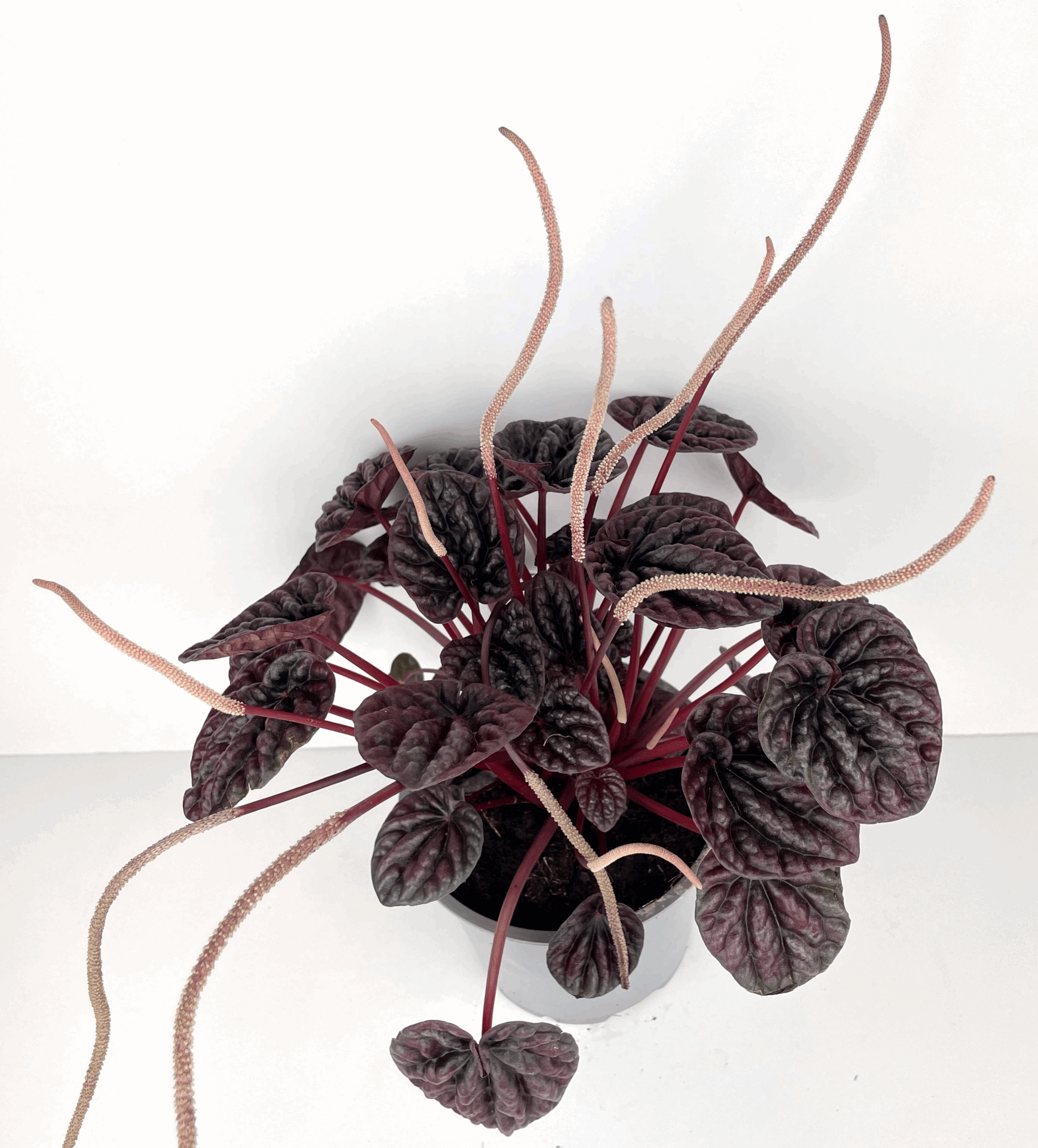 Peperomia Burgundy Plant | Small Indoor Plants | Hello Plants