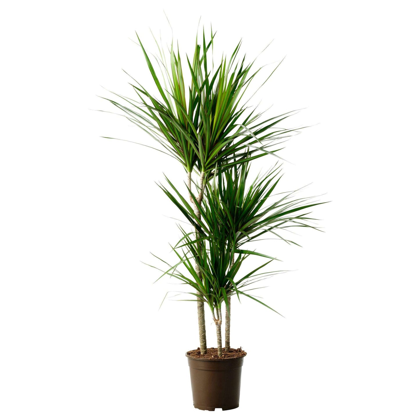 Dracaena Marginata Plant | Dracaena Marginata Triple | Hello Plants