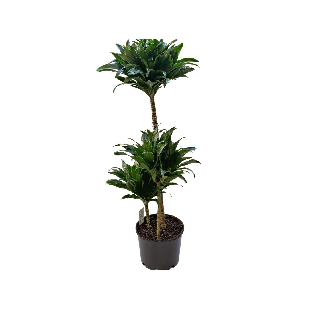 Dracaena Janet Plant | Dracaena Janet Craig | Hello Plants