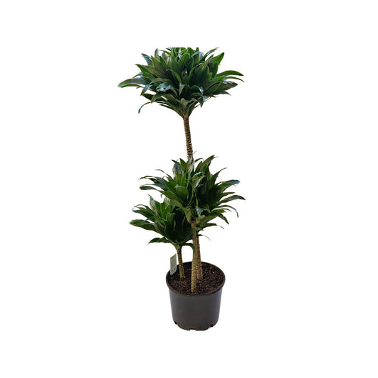 Dracaena Janet Plant | Dracaena Janet Craig | Hello Plants