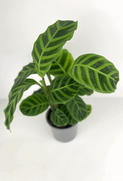 Calathea Zebrina Plant | Calathea Zebrina | Hello Plants