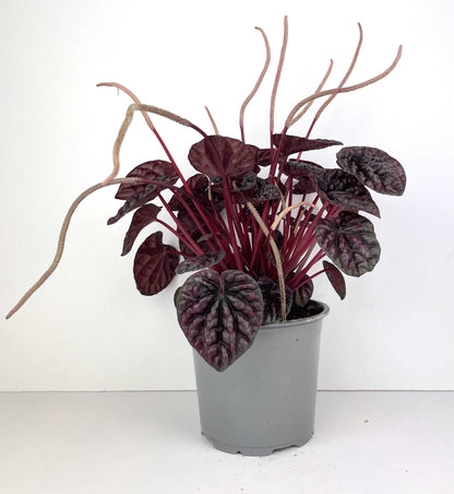 Peperomia Burgundy Plant | Small Indoor Plants | Hello Plants