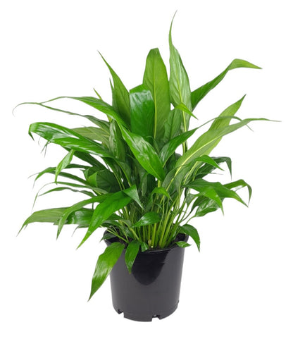 Spathiphyllum Viscount (peace lily) 17cm - Hello Plants