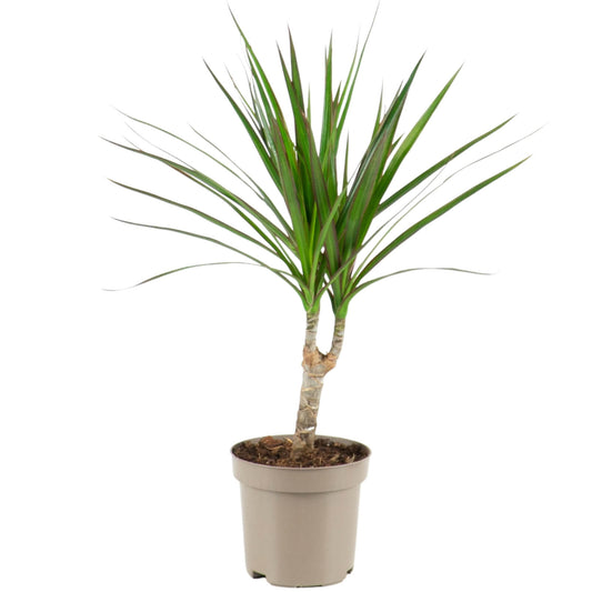Dracaena Marginata Bicolour | Dracaena Bicolour | Hello Plants