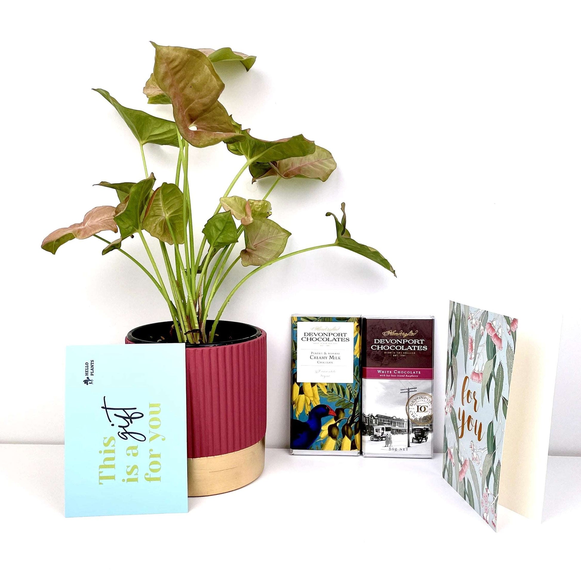 Indoor Plant Gift Box | Plant Gift Box | Hello Plants