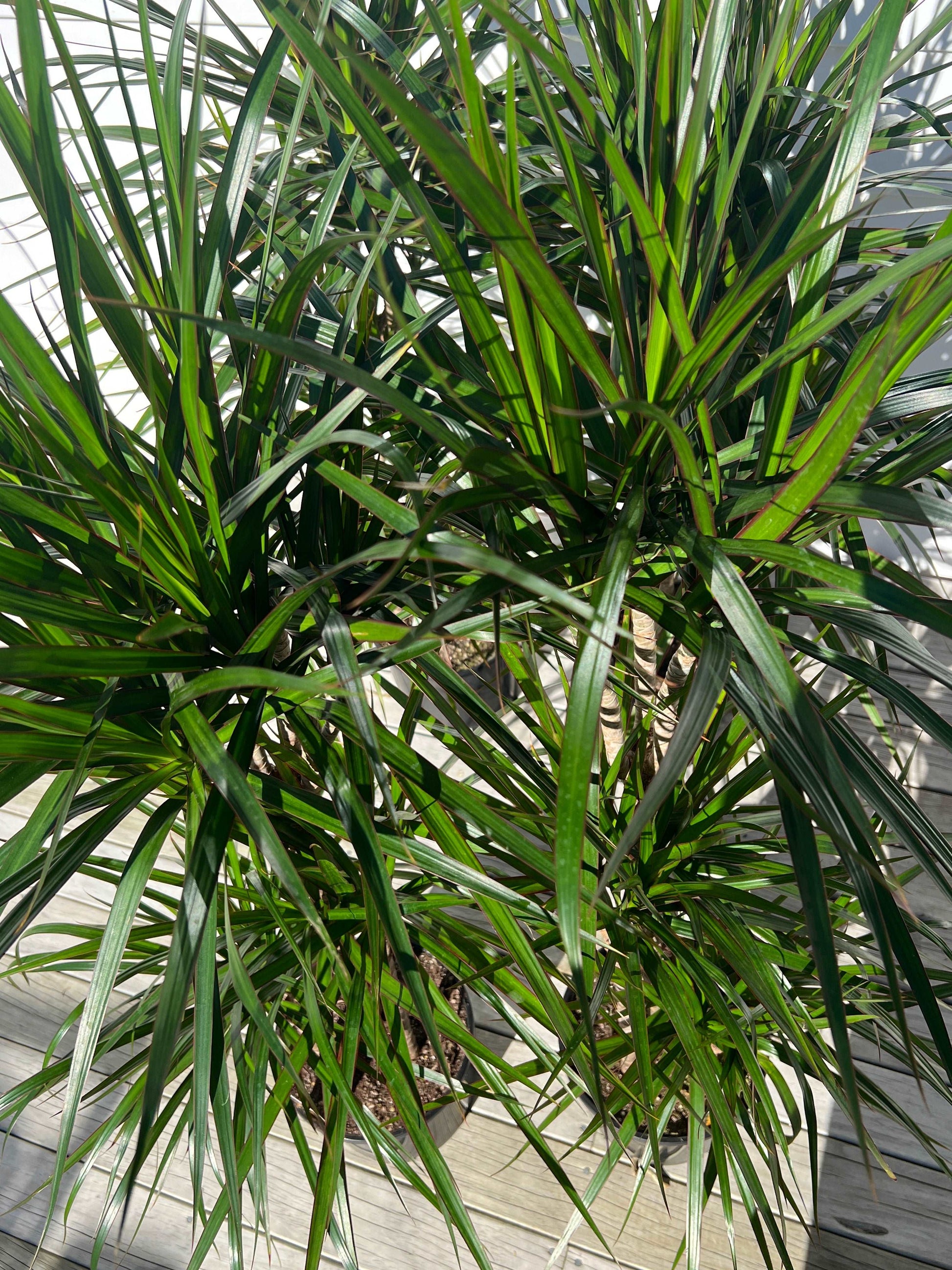 Dracaena Marginata Plant | Dracaena Marginata Triple | Hello Plants