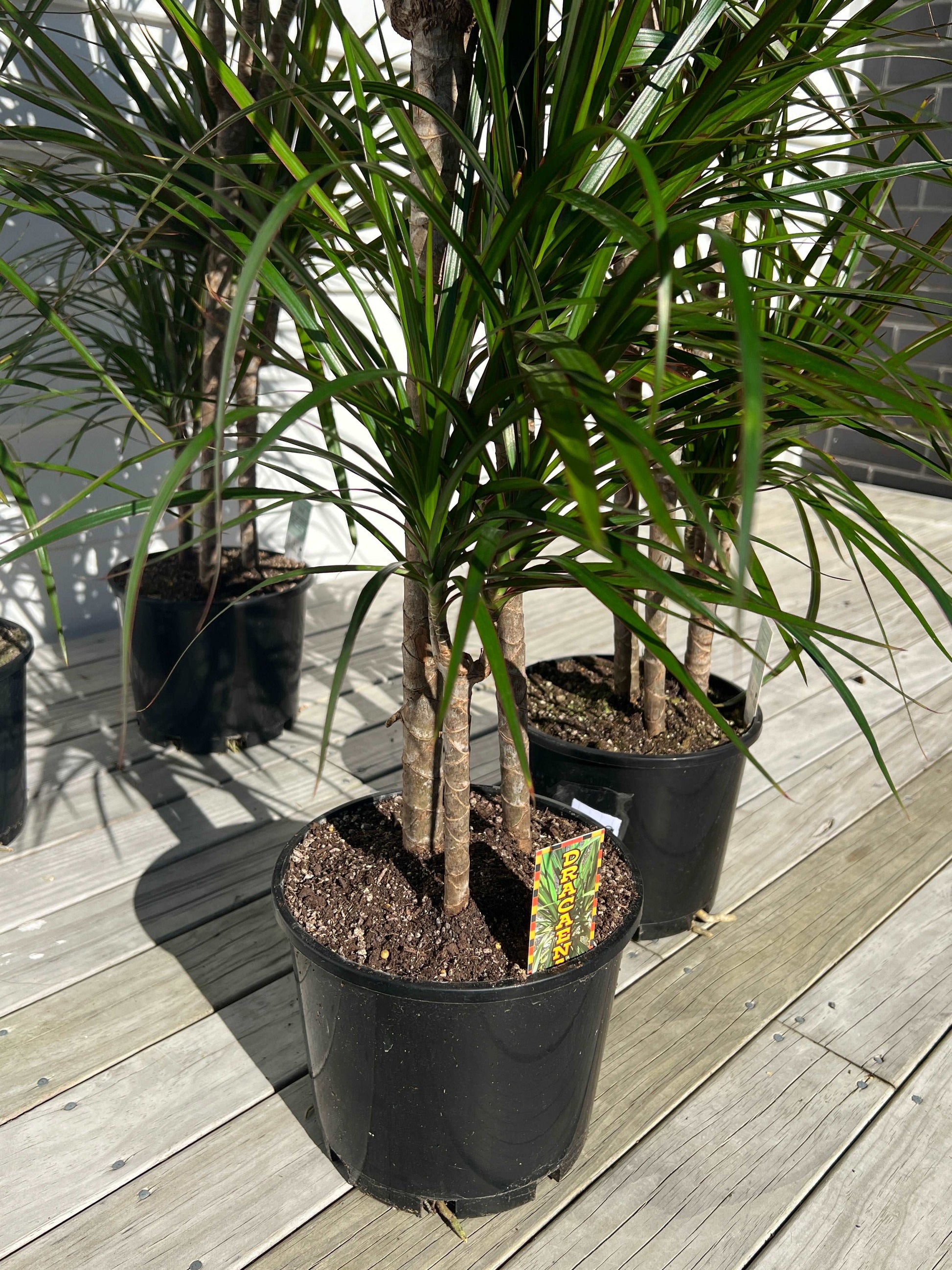 Dracaena Marginata Plant | Dracaena Marginata Triple | Hello Plants