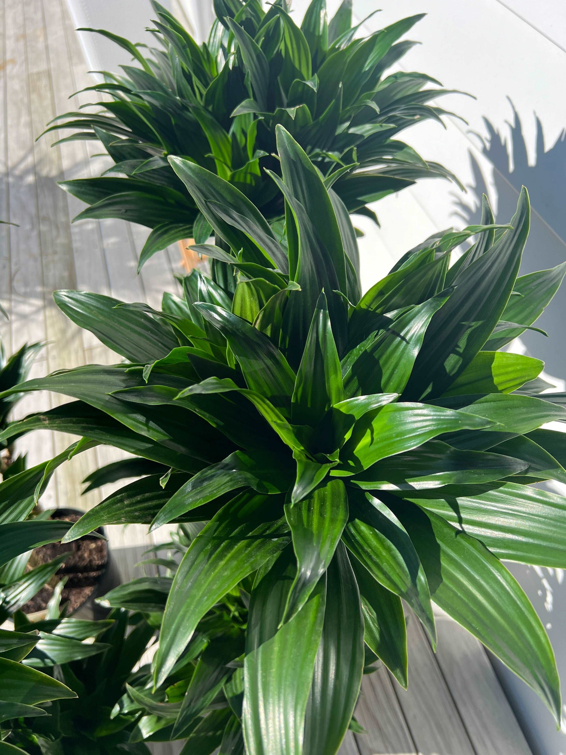 Dracaena Janet Plant | Dracaena Janet Craig | Hello Plants