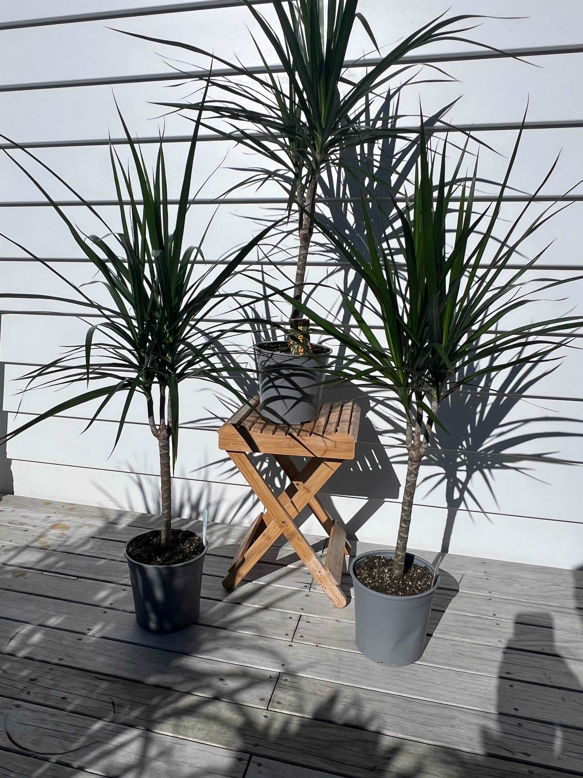 dracaena marginata nz Dracaena Marginata Bicolour | Dracaena Bicolour