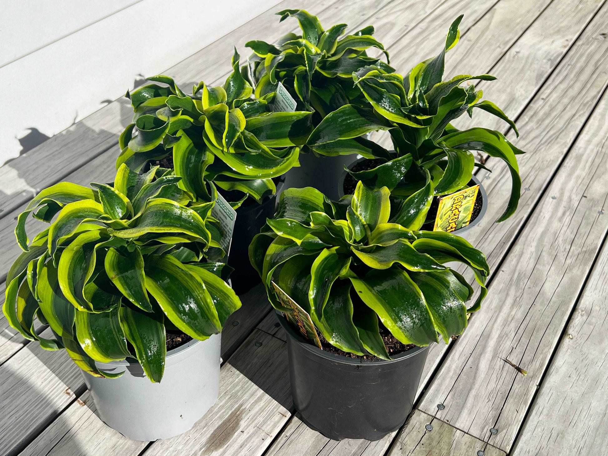 dracaena twister plant Dracaena Tornado Tips | Stylish Indoor Planter