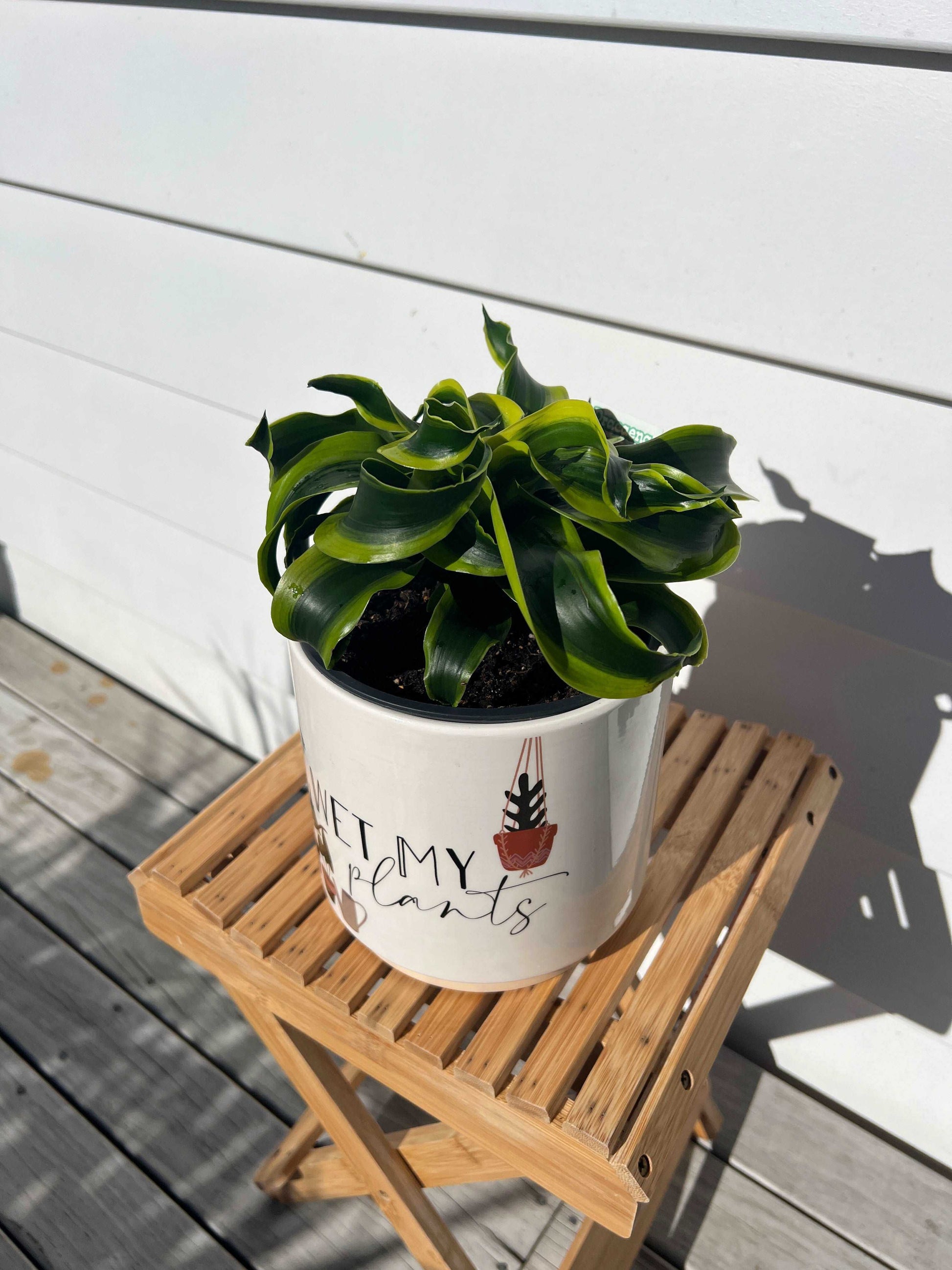 dracaena black tips Dracaena Tornado Tips | Stylish Indoor Planter