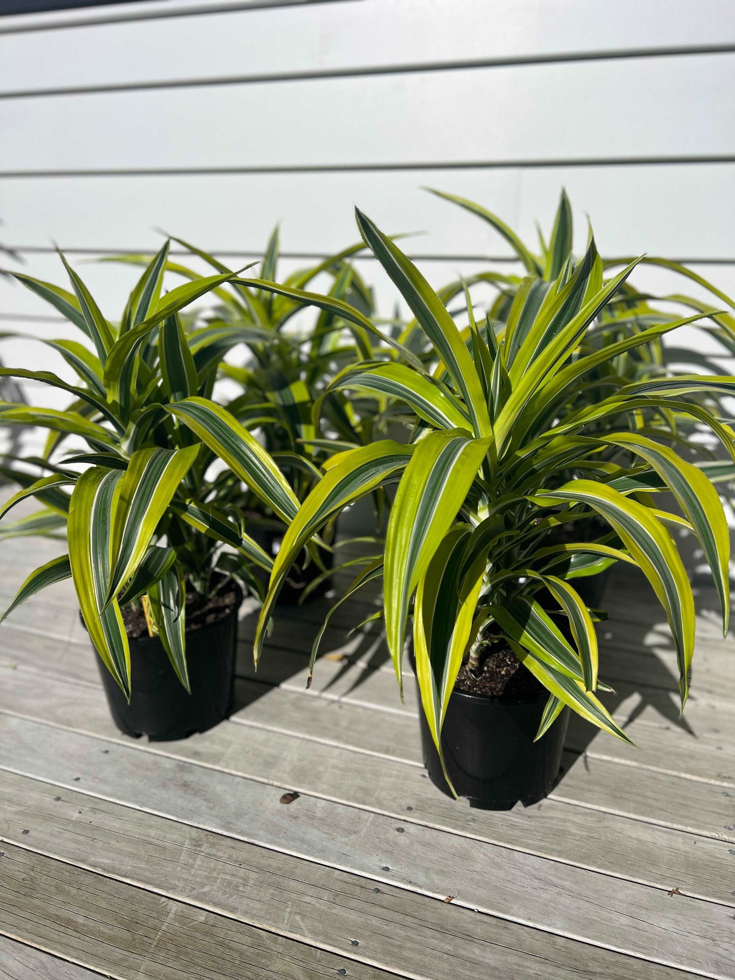 Dracaena Green Stripe | Buy Indoor Plants | Hello Plants