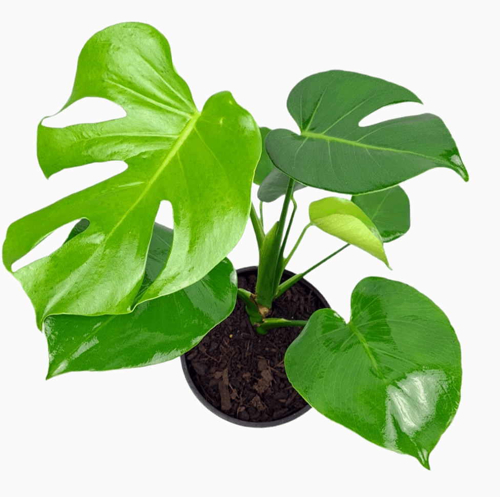 Monstera Deliciosa Plant | Monstera Deliciosa | Hello Plants