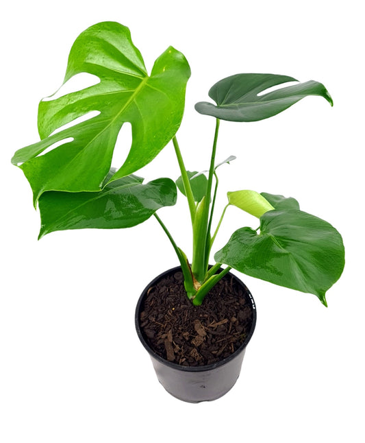 Monstera Deliciosa Plant | Monstera Deliciosa | Hello Plants