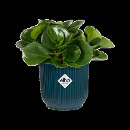 Plastic Plant Planter | Navy Blue Plastic Planter | Hello Plants
